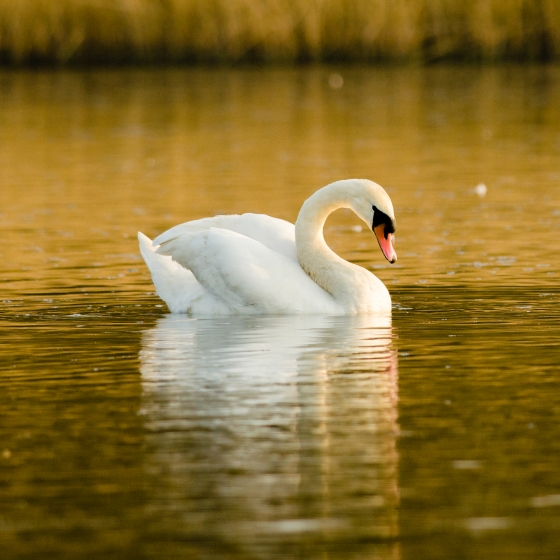 Mute Swan BTO British Trust for Ornithology